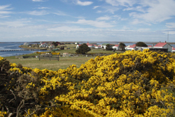 plants around settlements falkland islands